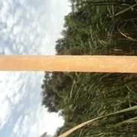 Typha angustifolia L.